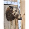 Image 2 : African Bush Pig Shoulder Mount Taxidermy