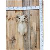 Image 1 : Exotic Ram Sheep Shoulder Mount Taxidermy