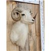 Image 2 : Exotic Ram Sheep Shoulder Mount Taxidermy