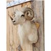 Image 3 : Exotic Ram Sheep Shoulder Mount Taxidermy