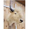 Image 5 : White American Bison Buffalo Shoulder Mount Taxidermy