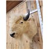 Image 6 : White American Bison Buffalo Shoulder Mount Taxidermy