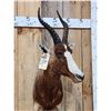 Image 4 : African Blesbok Shoulder Mount Taxidermy