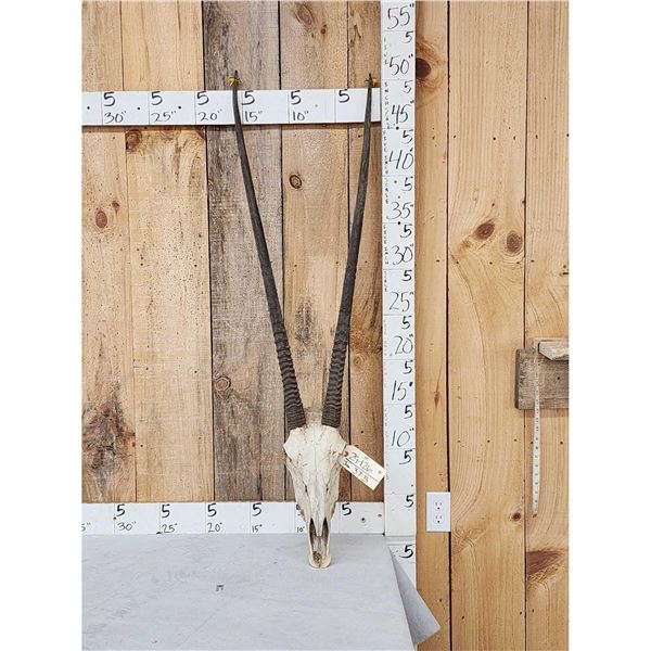 African Gemsbok Skull Taxidermy