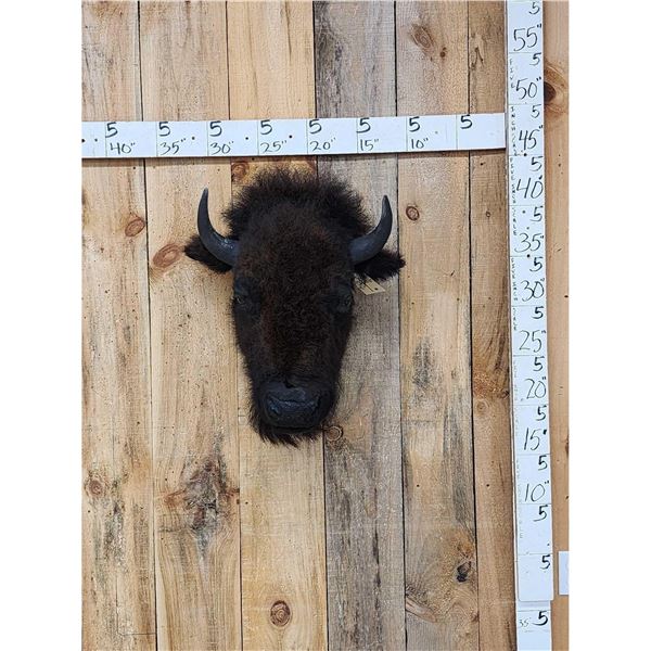 American Bison Buffalo Head Mount Taxidermy