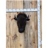 Image 1 : American Bison Buffalo Head Mount Taxidermy