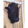 Image 2 : American Bison Buffalo Head Mount Taxidermy