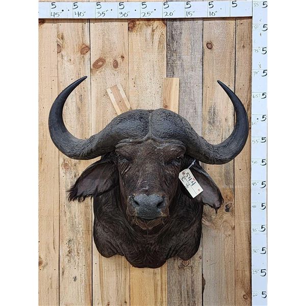 African Cape Buffalo Shoulder Mount Taxidermy