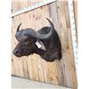 Image 3 : African Cape Buffalo Shoulder Mount Taxidermy
