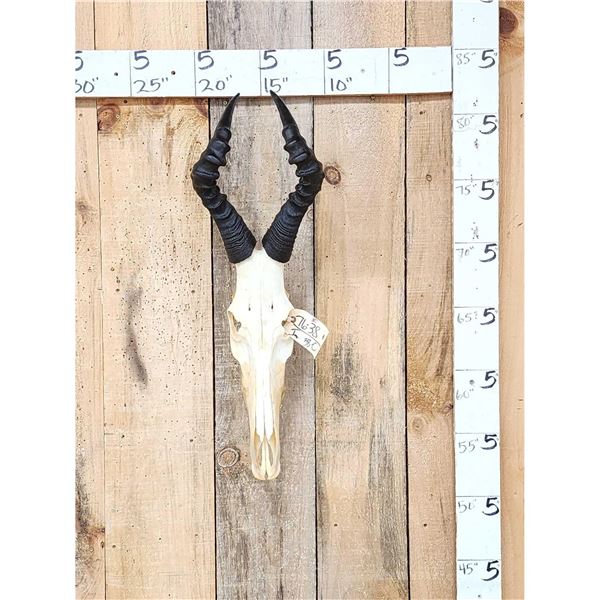 African Hartebeest Skull Taxidermy