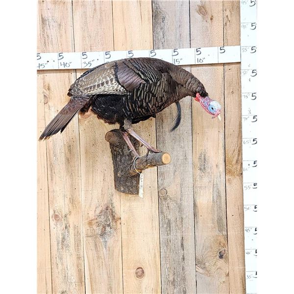 Turkey On A Tree Branch Full Body Bird Taxidermy