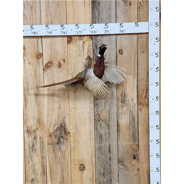 Ringneck Pheasant In Flight Bird Taxidermy