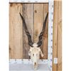 Image 1 : African Eland Skull Taxidermy