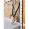Image 2 : African Eland Skull Taxidermy