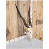 Image 3 : African Eland Skull Taxidermy
