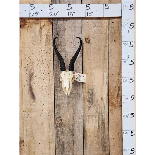 African Springbok Skull Taxidermy