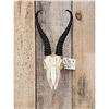 Image 2 : African Springbok Skull Taxidermy