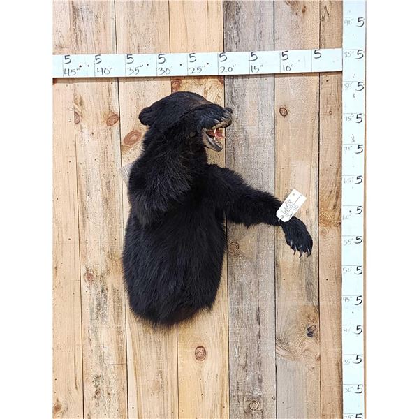 Black Bear Half Body Taxidermy Mount