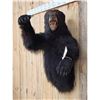 Image 2 : Black Bear Half Body Taxidermy Mount
