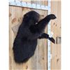Image 4 : Black Bear Half Body Taxidermy Mount