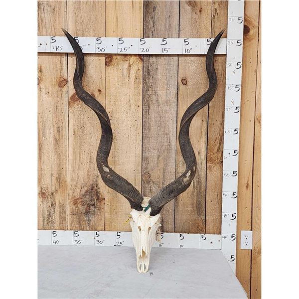 African Kudu Skull Taxidermy
