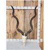 Image 1 : African Kudu Skull Taxidermy