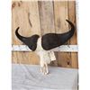 Image 3 : African Cape Buffalo Skull Taxidermy