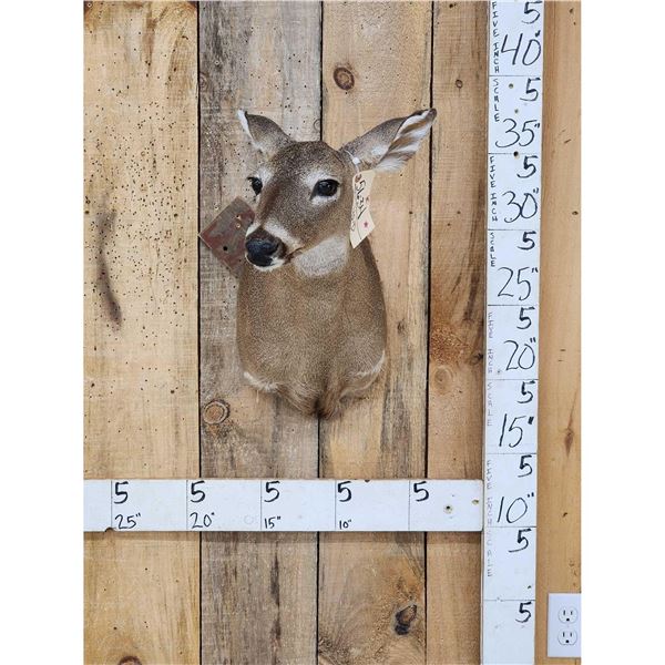 Whitetail Doe Shoulder Mount Taxidermy