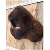 Image 6 : Bigfoot Reproduction Shoulder Mount Taxidermy