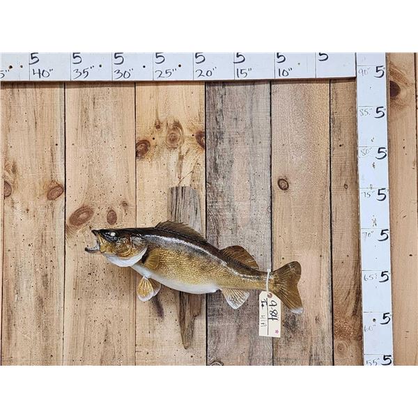 26" Walleye Real Skin Fish Taxidermy