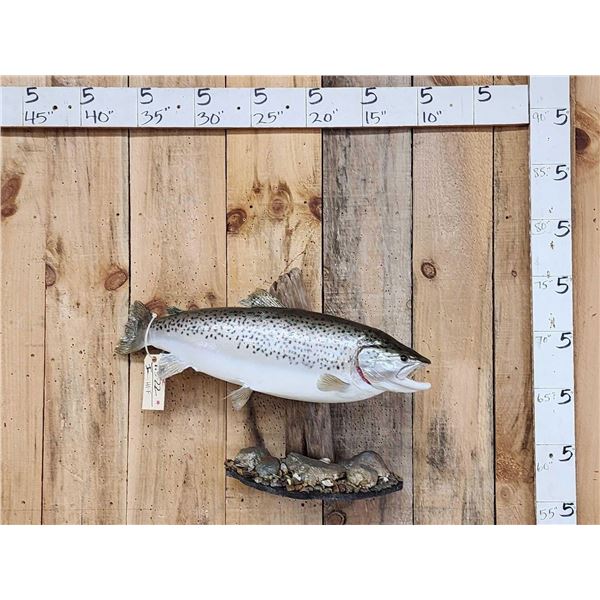 30" Brown Trout Real Skin Fish Taxidermy