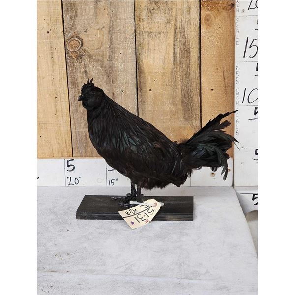 Black Rooster Chicken Full Body Bird Taxidermy