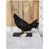 Image 1 : Black Rooster Chicken Full Body Bird Taxidermy