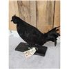 Image 2 : Black Rooster Chicken Full Body Bird Taxidermy