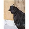 Image 3 : Black Rooster Chicken Full Body Bird Taxidermy