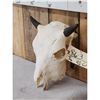 Image 2 : American Bison Buffalo Calf Skull Taxidermy