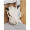 Image 3 : American Bison Buffalo Calf Skull Taxidermy