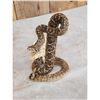 Image 4 : Diamondback Rattlesnake Full Body Taxidermy Mount