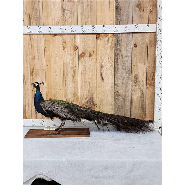Blue Shoulder Peacock Full Body Bird Taxidermy