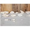 Image 1 : Small Animal Skulls Lot