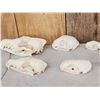 Image 3 : Small Animal Skulls Lot