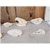 Image 4 : Small Animal Skulls Lot