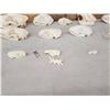 Image 5 : Small Animal Skulls Lot