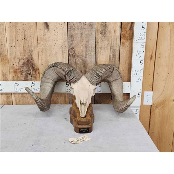 Giant Reproduction Desert Bighorn Sheep Skull Taxidermy