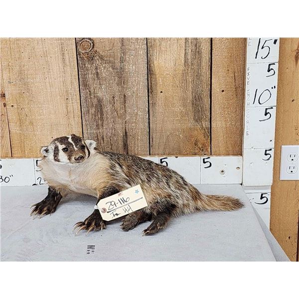 Juvenile Badger Full Body Taxidermy Mount