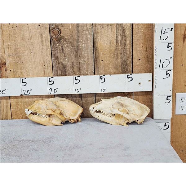 2 Black Bear Skulls Taxidermy