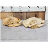 Image 3 : 2 Black Bear Skulls Taxidermy