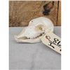 Image 3 : Baby Indian Black Buck Skull Taxidermy
