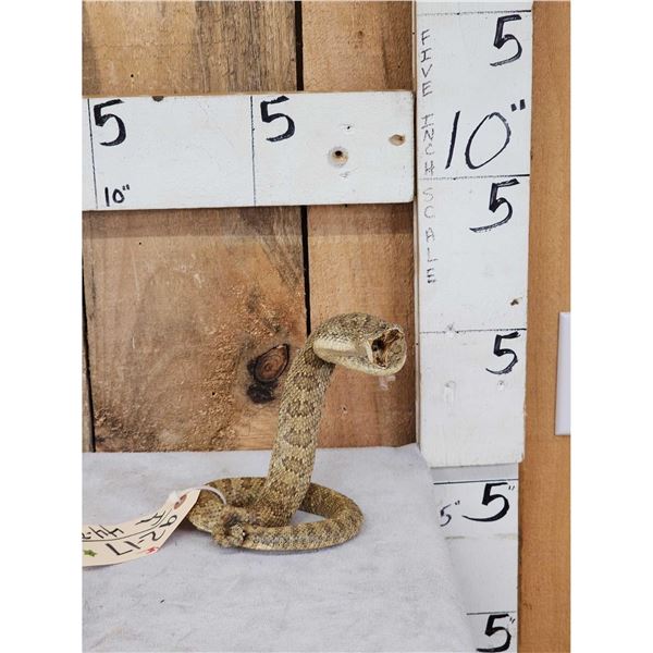 Diamondback Rattlesnake Full Body Taxidermy Mount