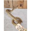 Image 4 : Diamondback Rattlesnake Full Body Taxidermy Mount